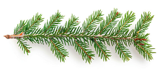 Obraz premium Christmas Tree Branch or Twig Isolated on White Background, Festive Holiday Decor, Evergreen Symbol, Seasonal Decoration, Pine Needle Detail, Traditional Christmas Element