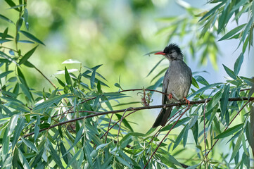 Himalayan Black Bulbul Hypsipetes leucocephalus on a tre branch in Himalayas, India