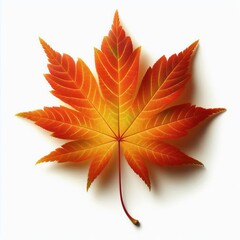 Maple leaf isolated on white background with autumn colors featuring red orange and yellow hues in a seamless nature illustration