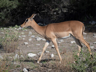  Schwarzfersenantilope oder Impala (Aepyceros melampus)
