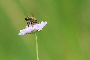 Bee on flower, natural pollination