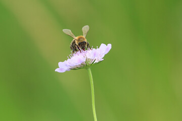 Bee on flower, natural pollination