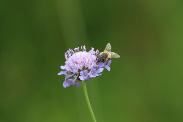 Bee on flower, natural pollination