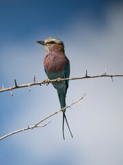 Gabelracke (Coracias caudatus)