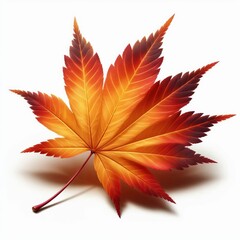 A vibrant red maple leaf isolated on a white background, symbolizing the colorful autumn season