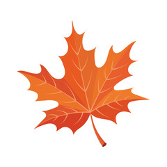 Obraz premium Colorful autumn maple leaf isolated on white background. Print, autumn illustration, vector