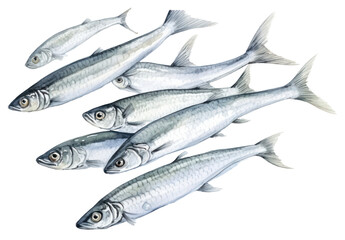 Obraz premium PNG Sardine seafood animal fish.