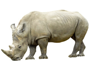 White rhinoceros isolated on white background. Rhino