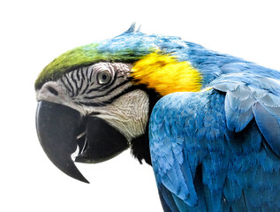 Ara parrot isolated on white. Blue-and-yellow macaw isolated