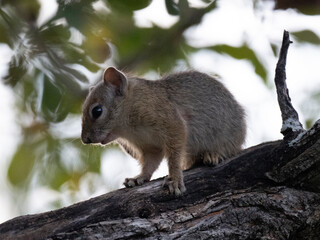 Buschhörnchen (Paraxerus spec.) in Namibia
