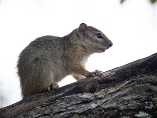 Buschhörnchen (Paraxerus spec.) in Namibia