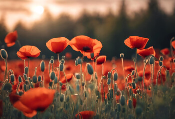 Obraz premium Champ de coquelicots