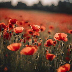 Fototapeta premium Champ de coquelicots