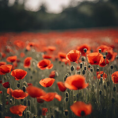 Obraz premium Champ de coquelicots