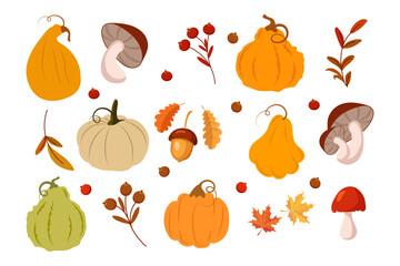 Autumn set, pumpkins, mushrooms, acorns, rowan and maple leaves on a white background. Autumn print, decor elements, vector