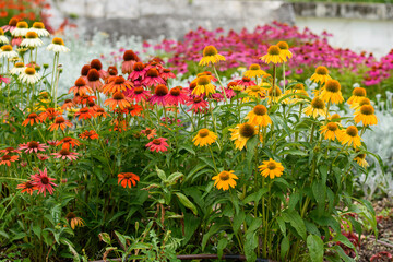 Fototapeta premium flowers in the garden