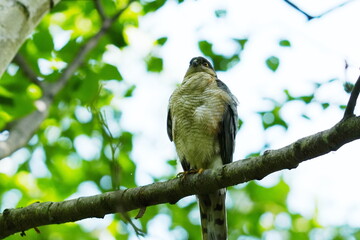 木の枝に止まるハイタカ