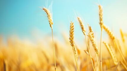 Fototapeta premium Golden Wheat Field Close-up with Blue Sky