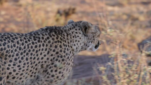 South African Cheetah Close Up Walks Away From Camera Toward Prey