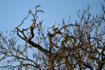 A black headed gull (in Latin Chroicocephalus ridibundus) sitting on the branches of a leafless tree and looking around with the blue sky of a autumnal day