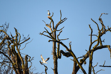 A black headed gull (in Latin Chroicocephalus ridibundus) sitting on the branches of a leafless tree and looking around with the blue sky of a autumnal day