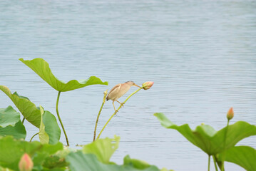 蓮の茎にとまるヨシゴイ