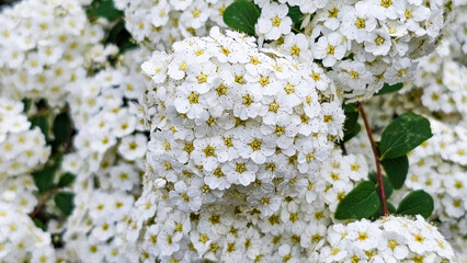 Blooming spiarea in the garden