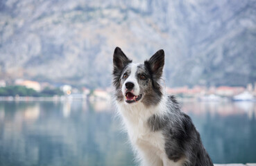 A Border Collie sits proudly on a lakeside promenade with a stunning backdrop of a mountainous...