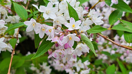 Blooming bird cherry in the garden