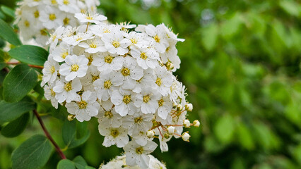Blooming spiarea in the garden