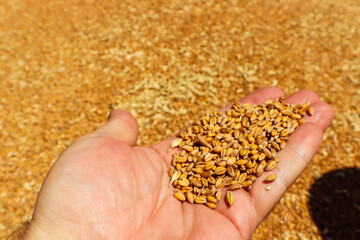 grain on hand, wheat, agro-industry, nature, harvest