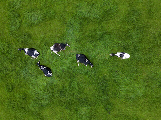 The drone captured aerial footage of black and white cows grazing peacefully on a lush green pasture field © Bjorn B
