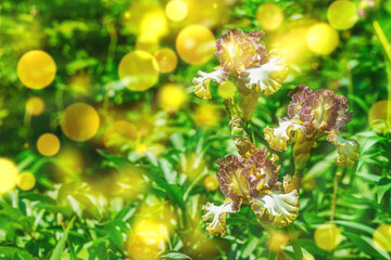 Blooming iris flowers in the garden. Floral natural background, greeting card, festive mood