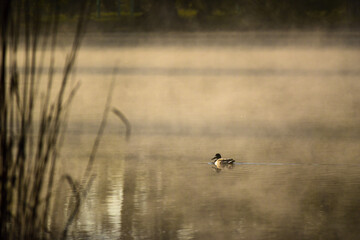 A Mallard or wild duck (in Latin Anas platyrhynchos) floating on the calm surface of a reed pond with a mysterious mist in the glow of the rising sun with trees reflection in the water