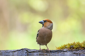 Hawfinch Coccothraustes coccothraustes amazing bird perched on tree blurred background