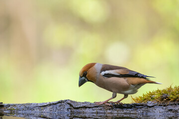 Hawfinch Coccothraustes coccothraustes amazing bird perched on tree blurred background