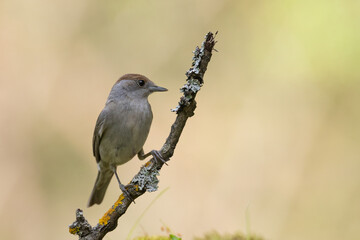 Bird - female Blackcap Sylvia atricapilla spring time, Poland Europe