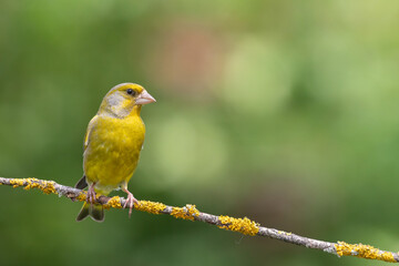 European greenfinch Chloris chloris or common greenfinch songbird small yellow bird on blurry background