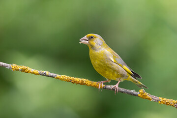 European greenfinch Chloris chloris or common greenfinch songbird small yellow bird on blurry background