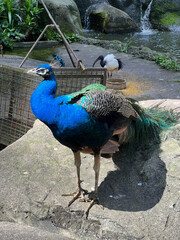 Male peacock walking in the park