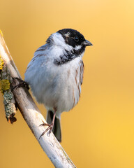Obraz premium Bird male Reed Bunting Emberiza schoeniclus, spring time, Poland Europe