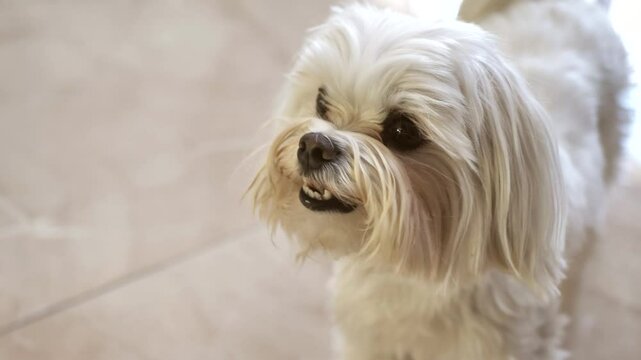 Super cute fluffy purebred dog posing trustingly in front of the camera. Shih Tzu dog breed