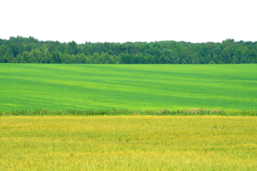 summer landscape, field with green grass and horizon, textured sunset sky, sun