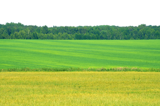 summer landscape, field with green grass and horizon, textured sunset sky, sun