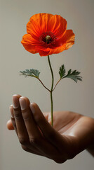 Single poppy flower rising up from the palm of a person's hand, delicate flower growing out of hand palm, studio still life photography