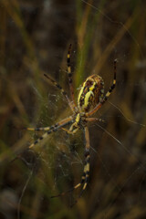 Beautiful yellow and black striped Agriope bruennichi spider in its web, soft focused macro shot