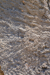Limestone Fossils texture background 2