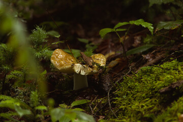 mushroom in the woods