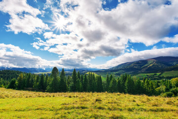 Fototapeta premium alpine meadow on a sunny morning. mountainous countryside landscape of ukraine in early autumn. wonderful sunny weather. rural valley in the distance