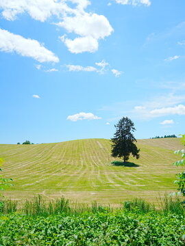 北海道の絶景 富良野八幡丘ツリー 春よこいの木
